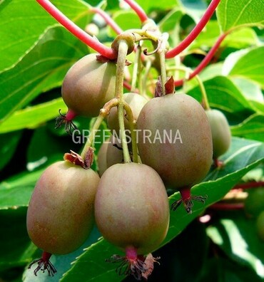 Актинидия аргута Иссаи (Actinidia arguta 'Issai')