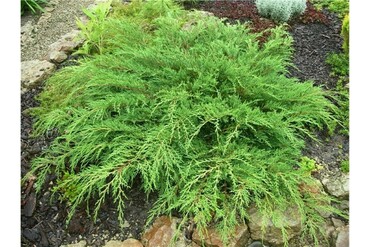 Микробиота перекрестнопарая Якобсен (Microbiota decussata 'Jakobsen')