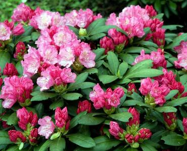 Рододендрон Полярис (Rhododendron 'Polaris')