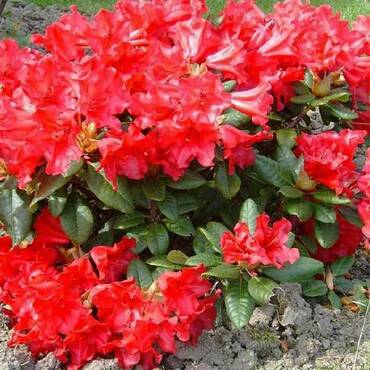 Рододендрон Скарлет Вандер (Rhododendron 'Scarlet Wonder')