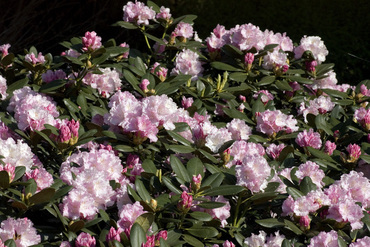 Рододендрон Зильбервольке (Rhododendron 'Silberwolke')
