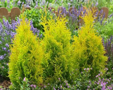 Туя западная Санни Смарагд (Thuja occidentalis 'Sunny Smaragd')