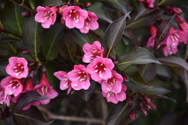 Вейгела Александра (Weigela 'Alexandra')