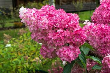 Гортензия метельчатая Мега Минди (Hydrangea paniculata 'Mega Mindy')