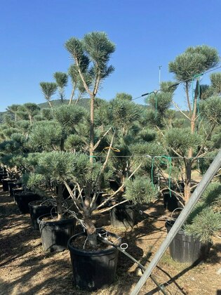 Сосна обыкновенная Ватерери (Pinus sylvestris 'Watereri') мультибол