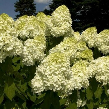 Гортензия метельчатая Геркулес (Hydrangea paniculata 'Hercules')