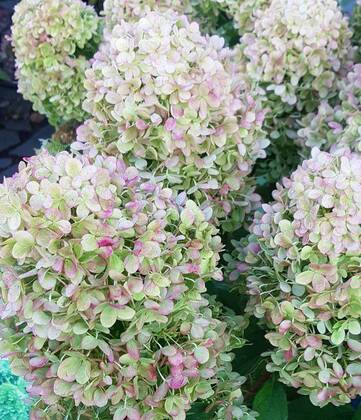 Гортензия метельчатая Меджикал Лайм Спаркл (Hydrangea paniculata 'Magical Lime Sparkle')