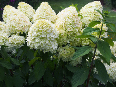 Гортензия метельчатая Меджикал Маттерхорн (Hydrangea paniculata 'Magical Matterhorn')