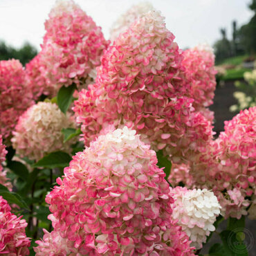 Гортензия метельчатая Пинк энд Роуз (Hydrangea paniculata 'Pink and Rose')
