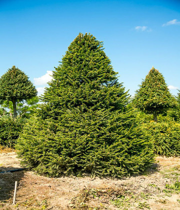 Ель обыкновенная (Picea abies) ЭКСТРА (конус)