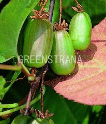Актинидия коломикта Доктор Шимановский (Actinidia kolomikta 'Dr Szymanowski')