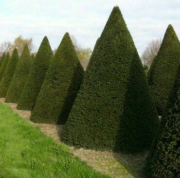 Туя западная Брабант (Thuja occidentalis 'Brabant') (пирамида)
