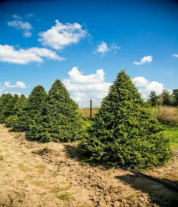 Ель обыкновенная (Picea abies) (пирамида)