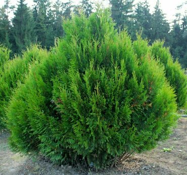 Туя складчатая Корник (Thuja plicata 'Kornik') (шар)