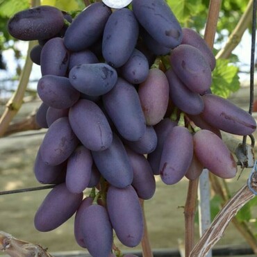 Виноград плодовый Байконур (Vitis 'Baykonur')