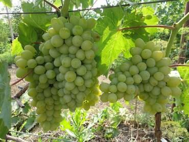 Виноград Гарольд (Vitis 'Garold')