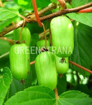 Актинидия коломикта Сентябрьская (Actinidia kolomikta 'Sientabrskaya')
