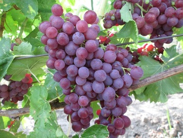 Виноград Памяти Учителя (Vitis 'Pamyati Uchitelya')