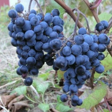 Виноград Первенец Амура (Vitis 'Pervenets Amura')