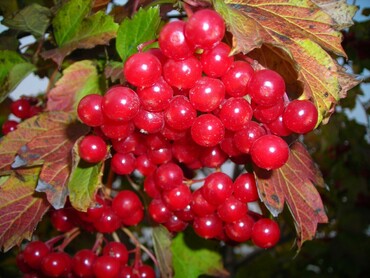 Калина плодовая Шукшинская (Viburnum opulus 'Shukshinskaya')