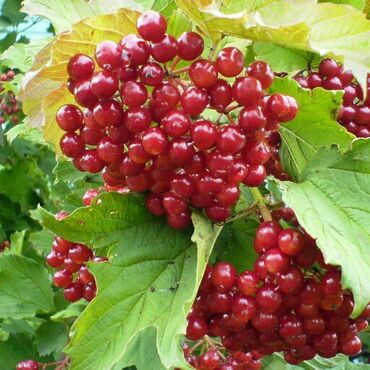 Калина плодовая Гранатовый браслет (Viburnum opulus 'Granatovy Braslet')