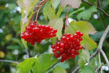 Калина плодовая Жолобовская (Viburnum opulus 'Zholobovskaya')