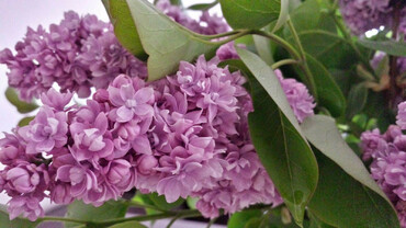 Сирень обыкновенная Русская песня (Syringa vulgaris 'Russkaya Pesnya')