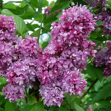 Сирень обыкновенная Память о Вехове (Syringa vulgaris 'Pamyat o Vekhove')