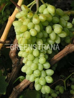 Виноград Арсеньевский (Vitis 'Arsenjevskij')