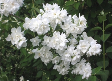 Чубушник венечный Арктика (Philadelphus coronarius 'Arktika')