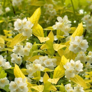Чубушник венечный Золотистый (Philadelphus coronarius 'Aureus')