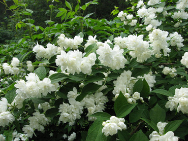 Чубушник венечный Балет мотыльков (Philadelphus coronarius 'Balet Motylkov')