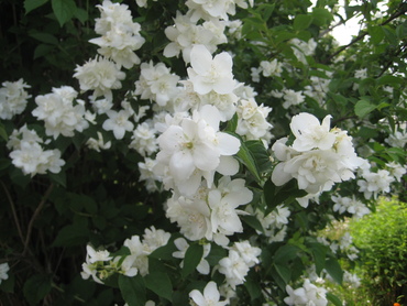Чубушник венечный Казбек (Philadelphus coronarius 'Kazbek')
