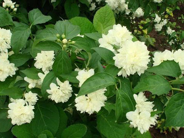 Чубушник венечный Лунный свет (Philadelphus coronarius 'Lunnyi Svet')
