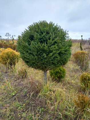 Ель обыкновенная (Picea abies) (шар на штамбе)