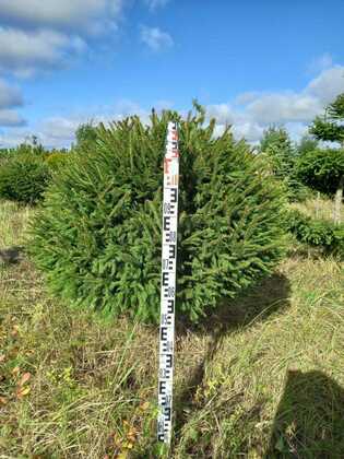Ель обыкновенная (Picea abies) (шар)