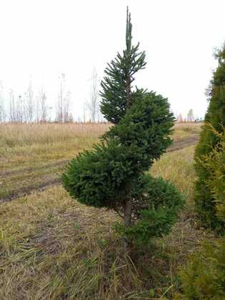 Ель обыкновенная (Picea abies) (спираль)
