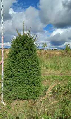 Ель обыкновенная (Picea abies) (конус)