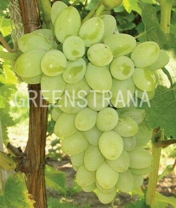Виноград Нептун (Vitis 'Neptune')
