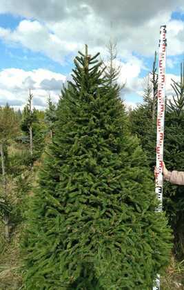 Ель обыкновенная (Picea abies) (пирамида)