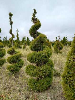 Туя западная Брабант (Thuja occidentalis 'Brabant') (спираль)