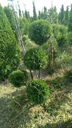 Туя западная Брабант (Thuja occidentalis 'Brabant') (мультибол)