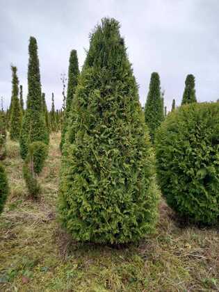 Туя западная Брабант (Thuja occidentalis 'Brabant') (пирамида)
