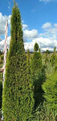 Туя западная Брабант (Thuja occidentalis 'Brabant') (конус)