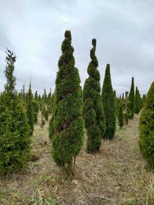 Туя западная Смарагд (Thuja occidentalis 'Smaragd') (спираль)