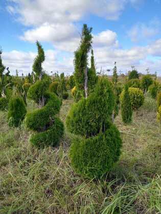 Туя западная Смарагд (Thuja occidentalis 'Smaragd') (двойная спираль)