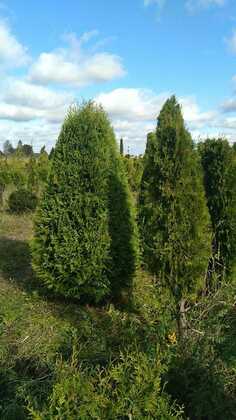 Туя западная Смарагд (Thuja occidentalis 'Smaragd') (пирамида)