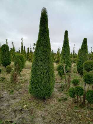 Туя западная Смарагд (Thuja occidentalis 'Smaragd') (конус)
