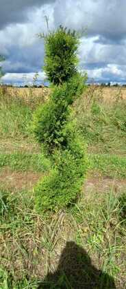 Туя западная Европа голд (Thuja occidentalis 'Europe Gold') (спираль)