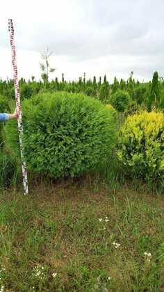 Туя западная Глобоза (Thuja occidentalis 'Globosa') (шар)